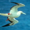 Red-footed Booby